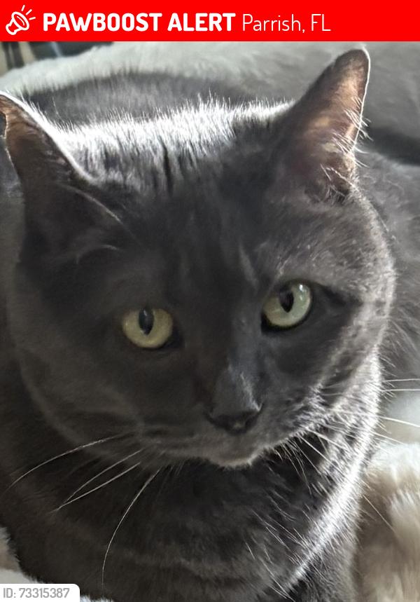 Lost Female Cat last seen Del Webb at Bayview, Parrish, FL 34219