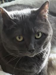 Lost Female Cat last seen Del Webb at Bayview, Parrish, FL 34219