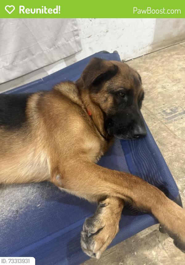 Reunited Male Dog last seen Between 1010rd and 210 hwy, Smithfield, NC 27577