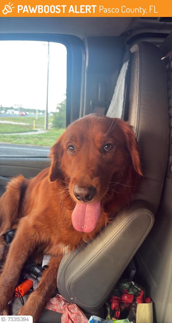 Found/Stray Male Dog last seen Hicks road, Pasco County, FL 34669