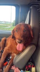 Found/Stray Male Dog last seen Hicks road, Pasco County, FL 34669