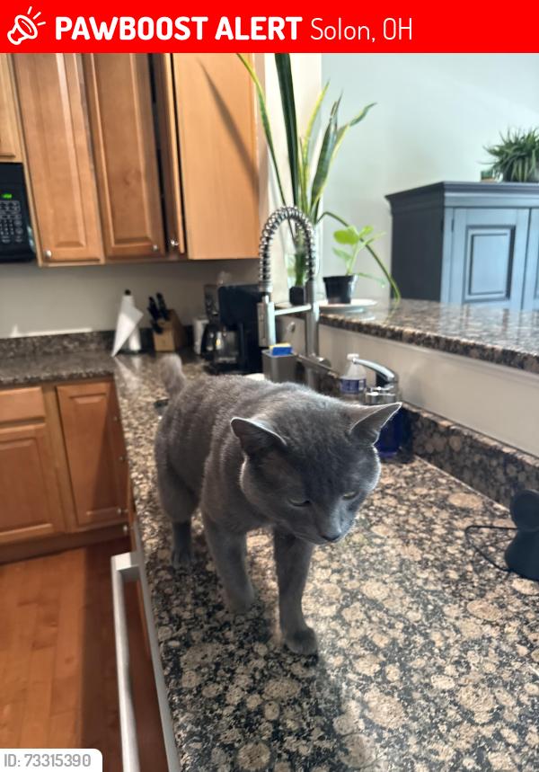 Lost Male Cat last seen SOM RD Petibone Rd, Aurora Rd, Solon, OH 44139
