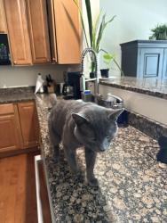 Lost Male Cat last seen SOM RD Petibone Rd, Aurora Rd, Solon, OH 44139