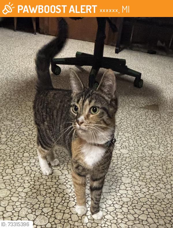 Found/Stray Female Cat last seen Walker Ave, Уоррен, MI 48092