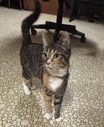 Found/Stray Female Cat last seen Walker Ave, Уоррен, MI 48092