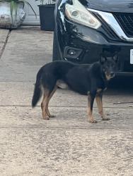Found/Stray Unknown Dog last seen N Pagewick dr Houston Tx, 77041, Houston, TX 77041