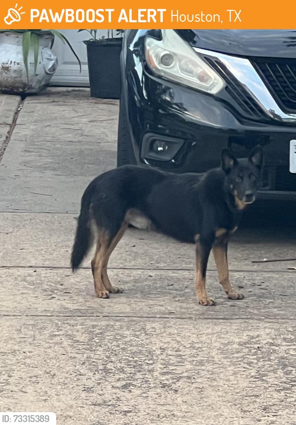 Found/Stray Unknown Dog last seen N Pagewick dr Houston Tx, 77041, Houston, TX 77041