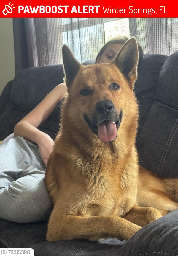 Lost Male Dog last seen Oak Forest, Winter Springs, FL 32708