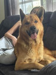 Lost Male Dog last seen Oak Forest, Winter Springs, FL 32708