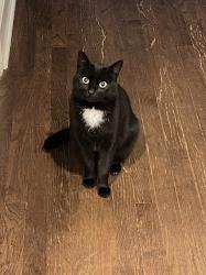 Reunited Female Cat last seen hwy 92 and wildwood springs drive, Roswell, GA 30075