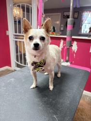 Lost Male Dog last seen Hwy 28 bypass, Anderson, SC 29624
