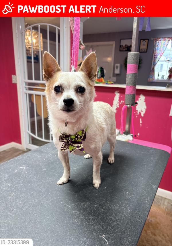 Lost Male Dog last seen Hwy 28 bypass, Anderson, SC 29624