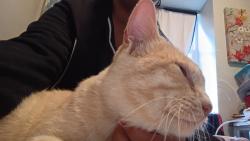 Reunited Male Cat last seen Near McKool Ave, Streamwood, IL 60107, Streamwood, IL 60107