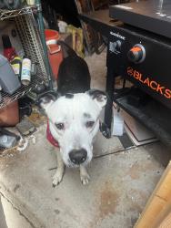 Reunited Male Dog last seen Bradley street, Burlington, NC 27215