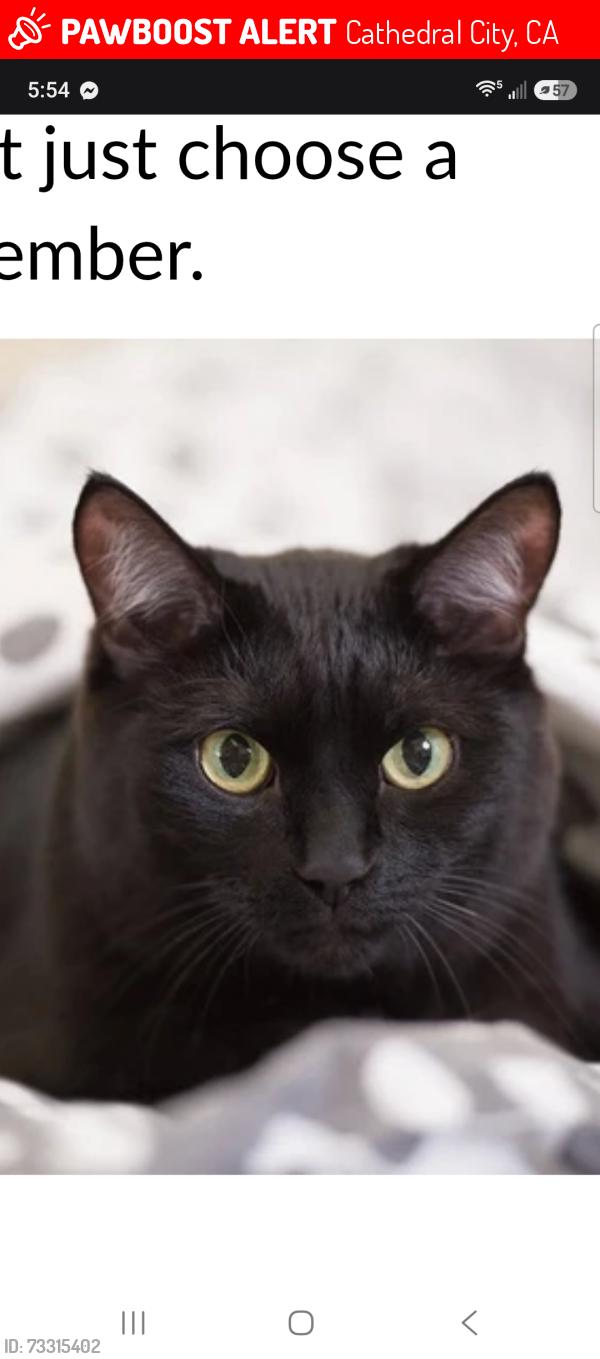 Lost Male Cat last seen La paz amd espsda rf, Cathedral City, CA 92234