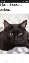 Lost Male Cat last seen La paz amd espsda rf, Cathedral City, CA 92234