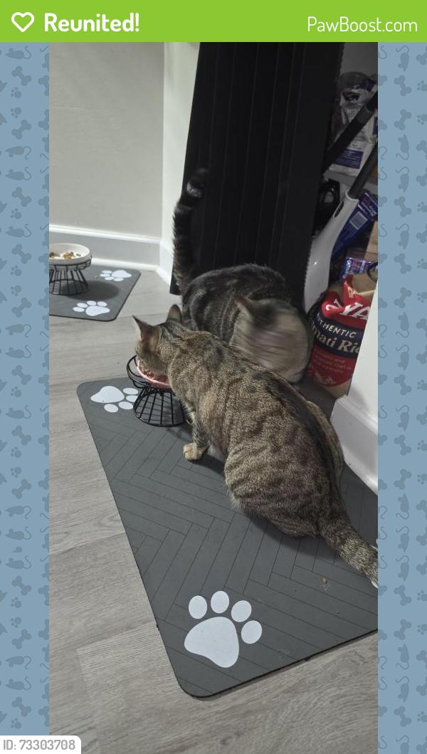 Reunited Male Cat last seen Hicks and Rimini, Palatine, IL 60067