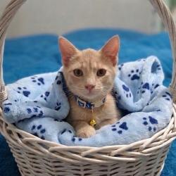 Shelter Stray Male Cat last seen , 8020 Washington St, Port Richey, FL 34668, USA