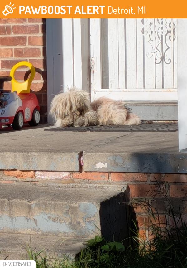 Found/Stray Female Dog last seen 7mile. Annchester Rd. Side near the park, Detroit, MI 48219