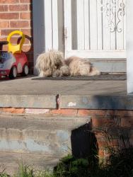 Found/Stray Female Dog last seen 7mile. Annchester Rd. Side near the park, Detroit, MI 48219