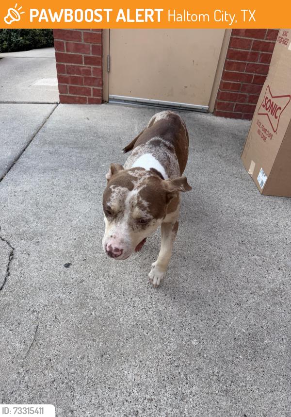 Found/Stray Female Dog last seen Western center and beach street, Haltom City, TX 76137