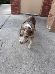 Found/Stray Female Dog last seen Western center and beach street, Haltom City, TX 76137
