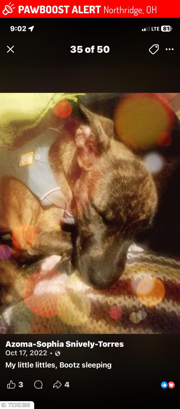 Lost Female Dog last seen Keenan rd and Woodland Hills rd north ridge Ohio, by underpass, Northridge, OH 45414