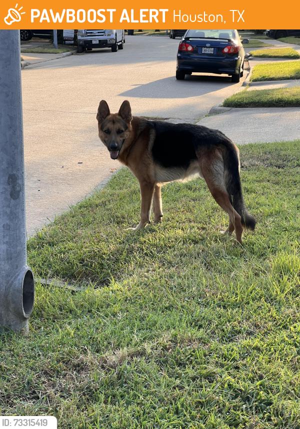 Found/Stray Male Dog last seen Near the playfield, Houston, TX 77084