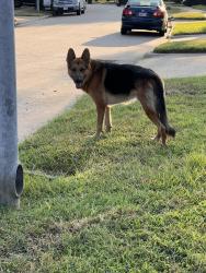 Found/Stray Male Dog last seen Near the playfield, Houston, TX 77084