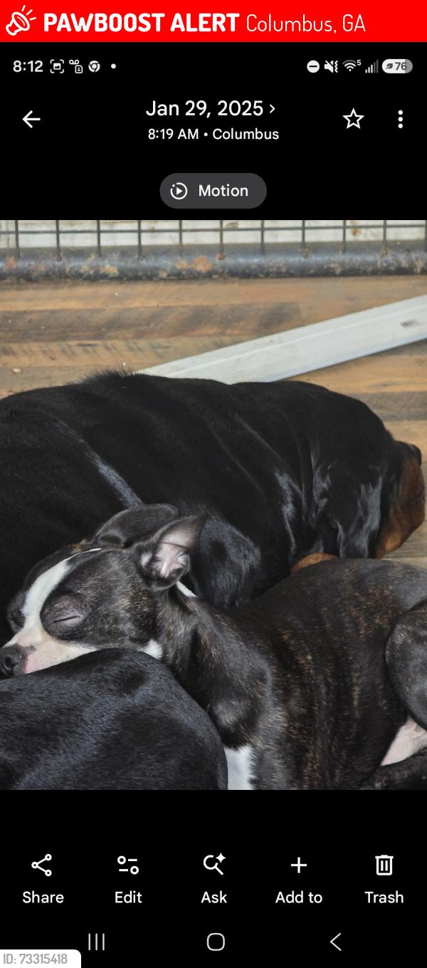 Lost Male Dog last seen Morris ave and Crockett, Columbus, GA 31904