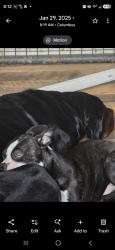 Lost Male Dog last seen Morris ave and Crockett, Columbus, GA 31904