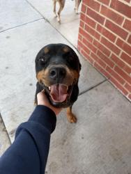 Found/Stray Male Dog last seen Western Center and Beach Street, Haltom City, TX 76137