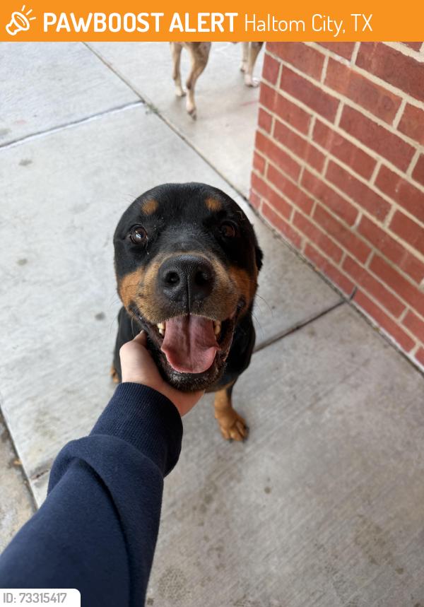 Found/Stray Male Dog last seen Western Center and Beach Street, Haltom City, TX 76137