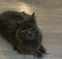 Reunited Male Cat last seen Redwood ests, Federal Heights, CO 80260