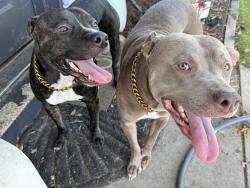 Reunited Male Dog last seen W Hanna Ave 33614, Tampa, FL 33614