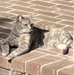 Reunited Female Cat last seen Campbell and Leigh, San Jose, CA 95125