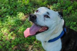Reunited Male Dog last seen Wood ave burlington, Burlington, NC 27215