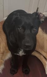 Reunited Female Dog last seen Across from the school bus garage, Lenoir, NC 28645