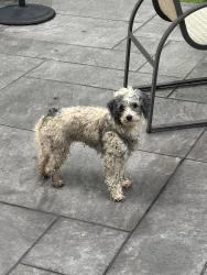 Found/Stray Unknown Dog last seen Perri Place and Maple Hill Road, Blue Bell, PA 19422