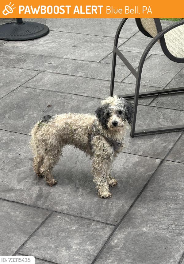 Found/Stray Unknown Dog last seen Perri Place and Maple Hill Road, Blue Bell, PA 19422