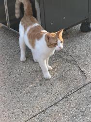 Found/Stray Male Cat last seen North Pointe Subdivision, Kenosha, WI 53140
