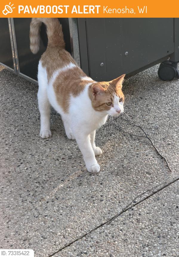 Found/Stray Male Cat last seen North Pointe Subdivision, Kenosha, WI 53140