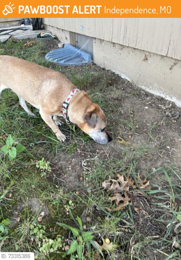 Found/Stray Male Dog last seen 35th st and s. Vermont Ave, Independence, MO 64052