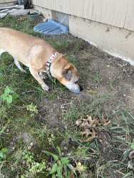 Found/Stray Male Dog last seen 35th st and s. Vermont Ave, Independence, MO 64052
