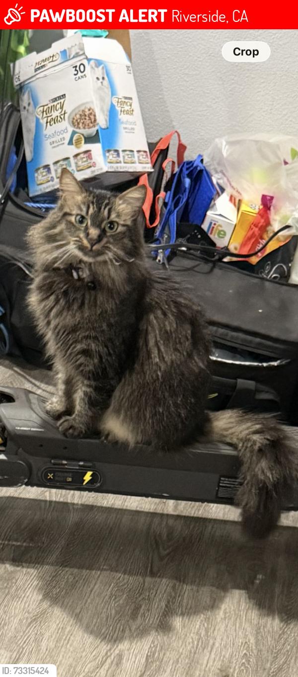 Lost Female Cat last seen Queensborough st, Riverside, CA 92503