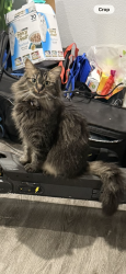 Lost Female Cat last seen Queensborough st, Riverside, CA 92503