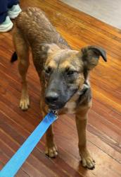 Reunited Female Dog last seen Hammack Rd D.S., Livingston Parish, LA 70726