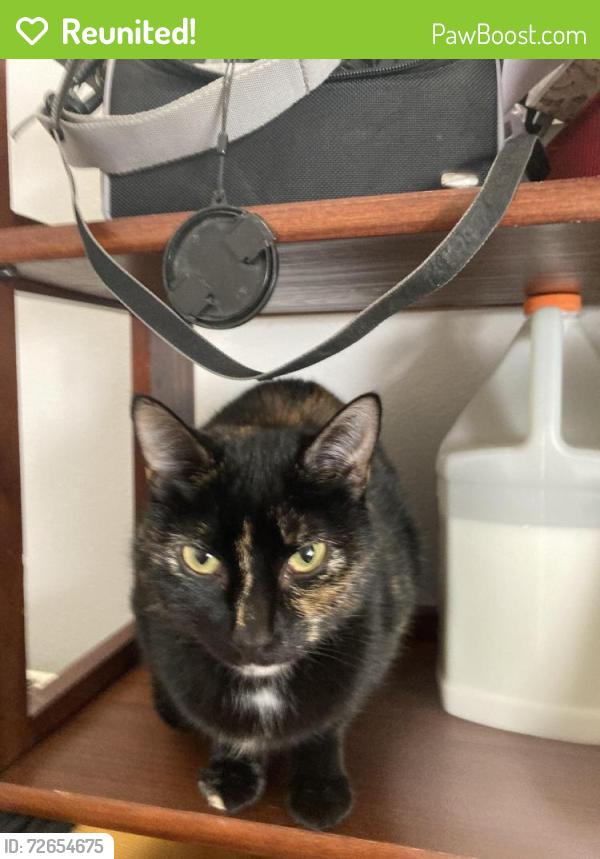 Reunited Female Cat last seen Begonias and Florabunda road, Santa Clarita, CA 91387