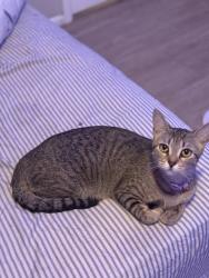 Lost Female Cat last seen Corner of Rice Rd and FM 740 Rd — Rumi ran away after being frightened near the bus stop., San Antonio, TX 78220
