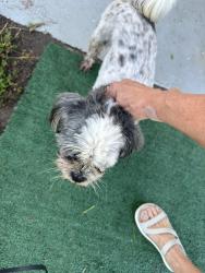 Reunited Female Dog last seen Ed douglas road cul de sac near Hidden view drive, Groveland, Groveland, FL 34736